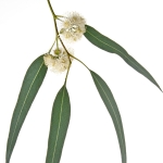 نمایش عطرهای دارای اکالیپتوس - Eucalyptus