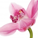 نمایش عطرهای دارای ارکیده - Orchid