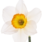 نمایش عطرهای دارای نرگس - Narcissus