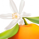 نت شکوفه پرتقال ماندرین برای عطر و ادکلن
