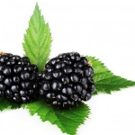 عطرهای دارای نت برگ توت سیاه , عطرهایی با بوی برگ توت سیاه , Perfumes with Blackberry leaf Note