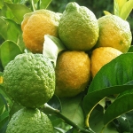 نمایش عطرهای دارای لیمو هاتکرا - Hatkora lemon