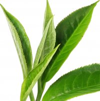 عکس عطر اورجینال با بوی چای سبز