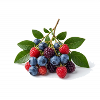 عکس عطر اورجینال با بوی توت وحشی